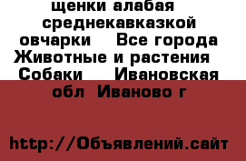 щенки алабая ( среднекавказкой овчарки) - Все города Животные и растения » Собаки   . Ивановская обл.,Иваново г.